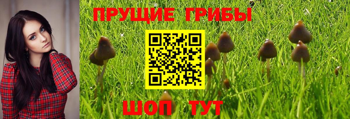 Мытищи  Галлюциногенные грибы мухоморы  Вход с VPN 